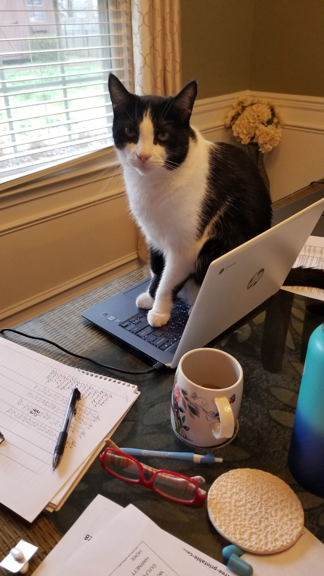 cat on aptop.jpg